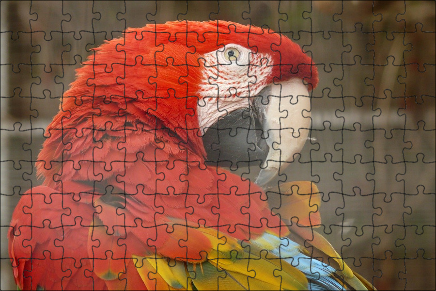 Ара на каком языке. Попугай ара краснобрюхий. Попугай ара мем. Голубой ара спикса. Попугай ара.