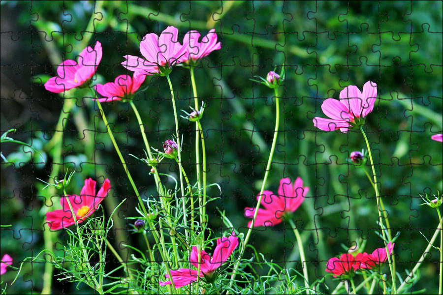 Պատկեր:Pink Cosmos.jpg - Վիքիպեդիա