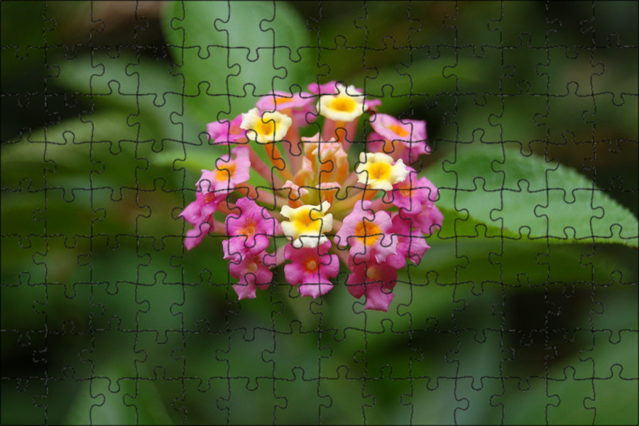 Flower in bloom