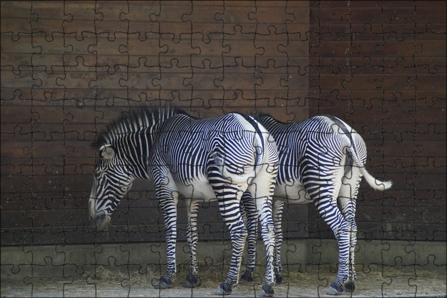 Фото зебры в клеточку