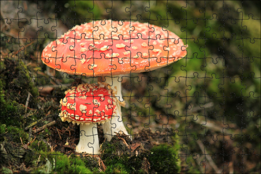 Flying agaric