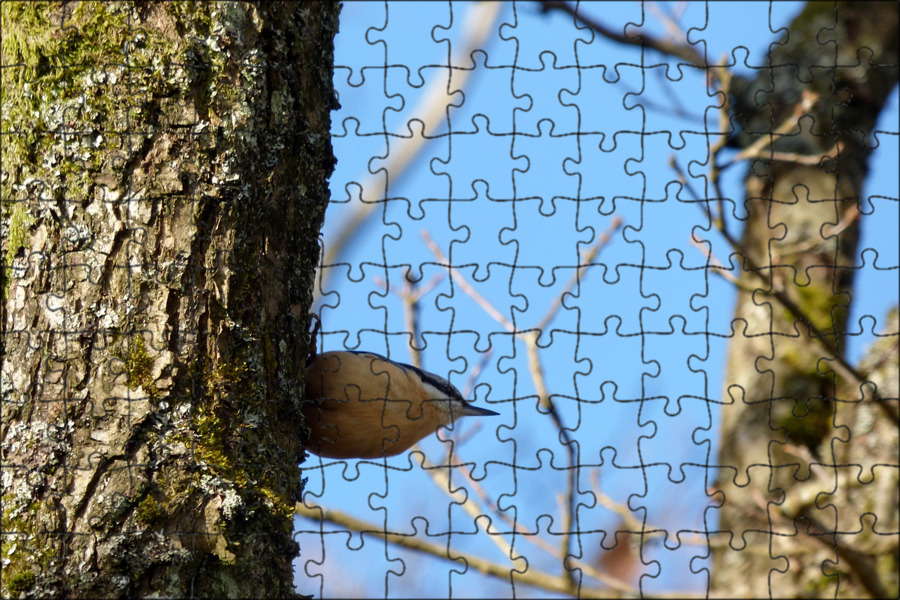 There is bird in tree. There is bird in tree