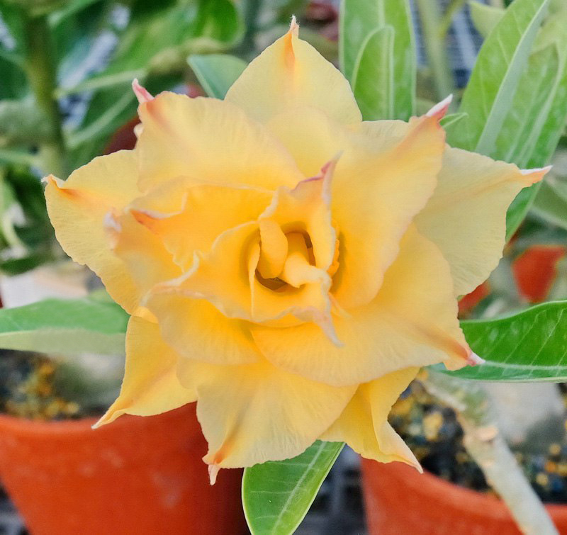 Adenium Obesum Desert Rose Mini Size