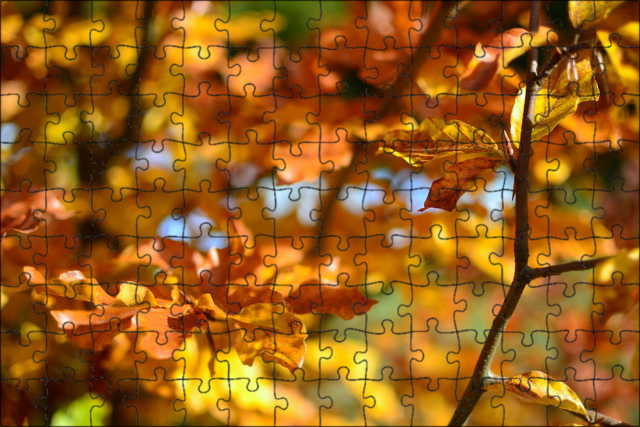 Leaves start falling