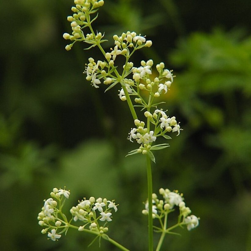 Подмаренник мягкий. Подмаренник. Galium mollugo. Подмаренник цепкий. Вересковый подмаренник.