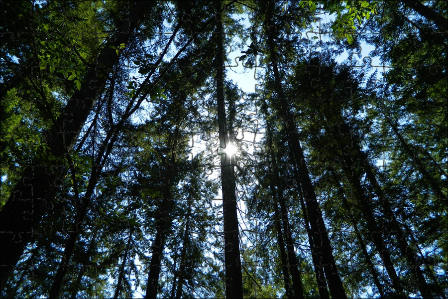 Включи свет леса. Мирное дерево. ЛКС В освещенности леса. Полог леса. Shine Forest.