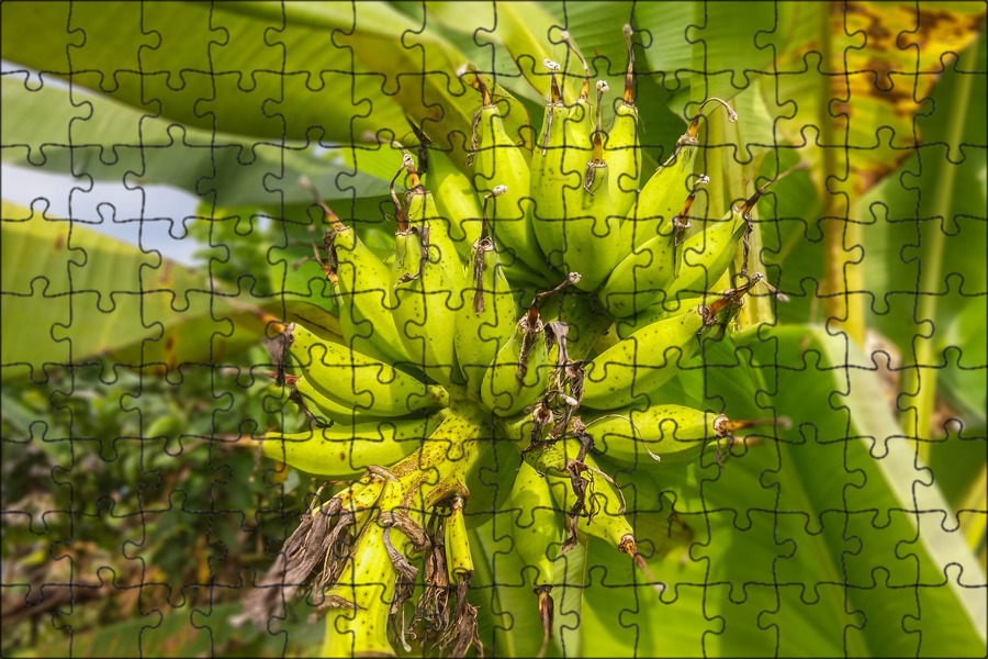 Банан это трава фрукт овощ или ягода. Бананы Писанг Раджа. Плод банана. Листья бананового дерева.