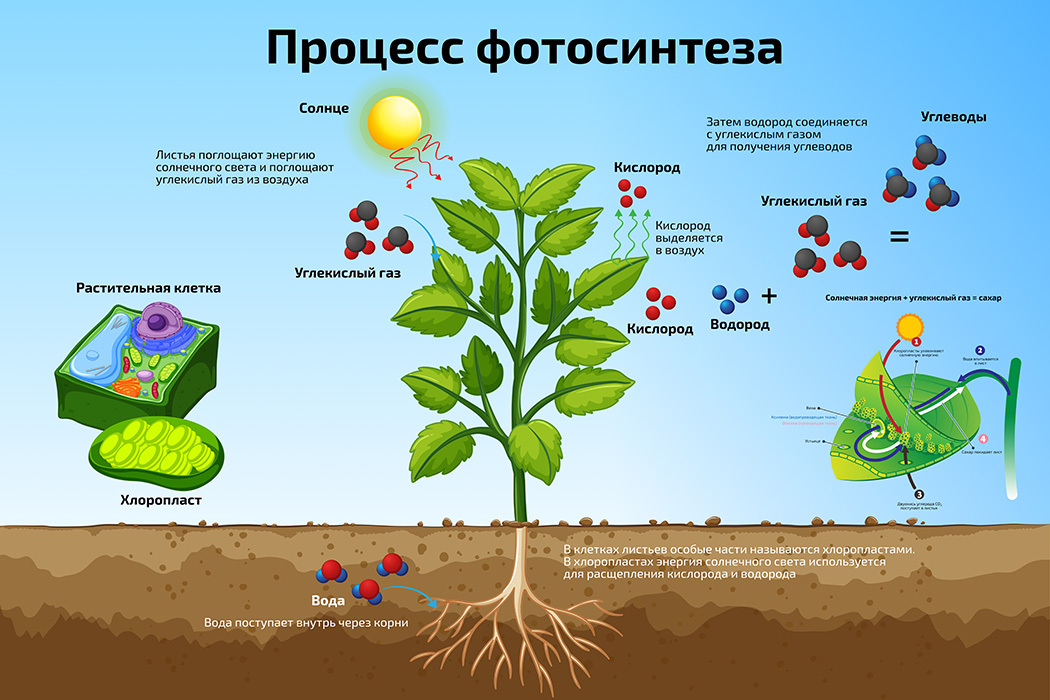 Постер схема. Плакат по биологии. Фотосинтез плакат по биологии. Обучающие плакаты по биологии. Обучающий плакат биология.