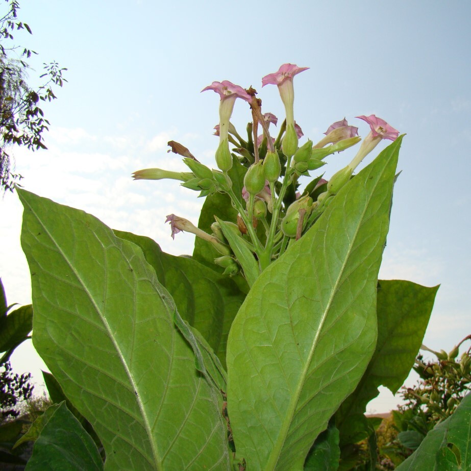 Табак Nicotiana tabacum