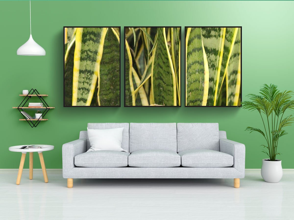 бамбук садовый широколистный. бамбуковая роща арасияма. мао-бамбук. бамбуковый лес сагано. бамбук, пальма, кипарис, эвкалипт.