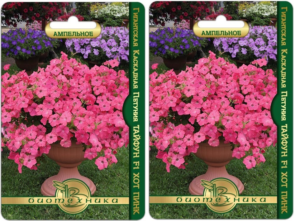 Петуния тайфун f1 хот пинк. Тайфун хот. Тайфун петуния ампельная. Петуния ампельная tidal wave hot pink. Петуния тайфун хот пинк.