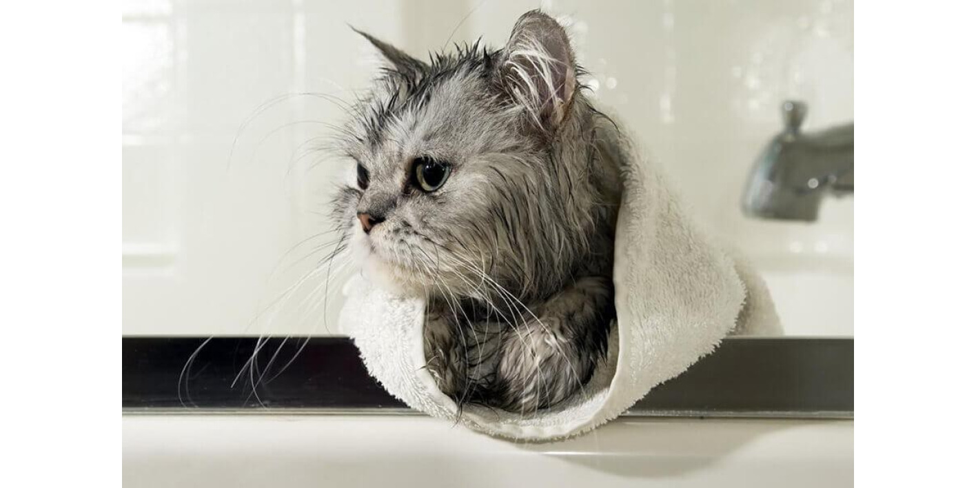 Кота моют в ванне. Купание кошки. Кот моется. Мытье кошки. Кошка моется шампунем.