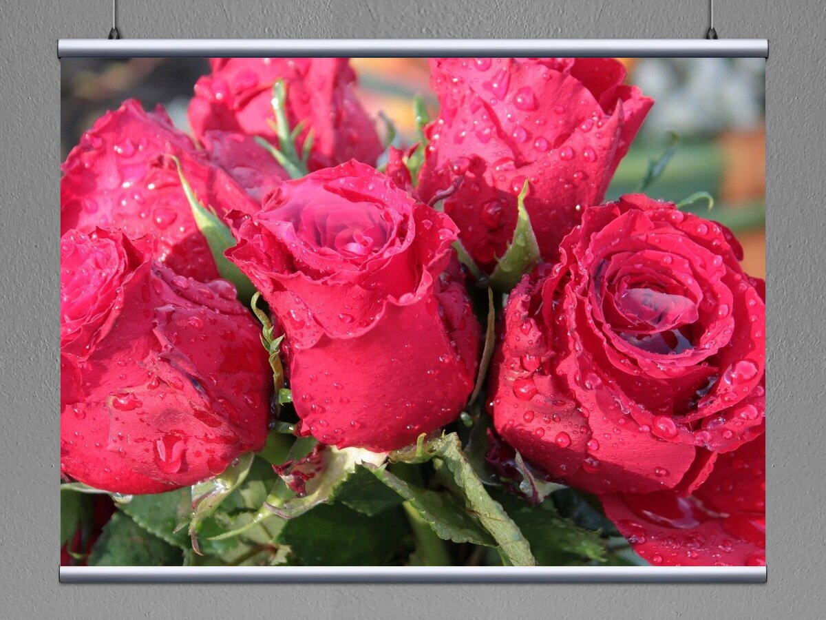Пышные розы текст. Прекрасной женщине цветы. Цветы поздравления. Цветы для прекрасной дамы. С днем рождения розы.