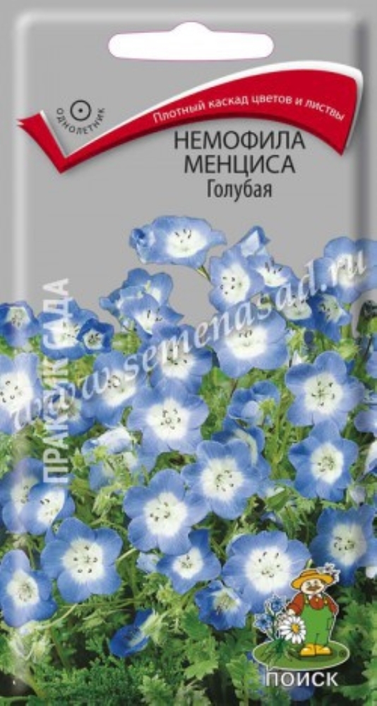 Семена Немофилы Фото