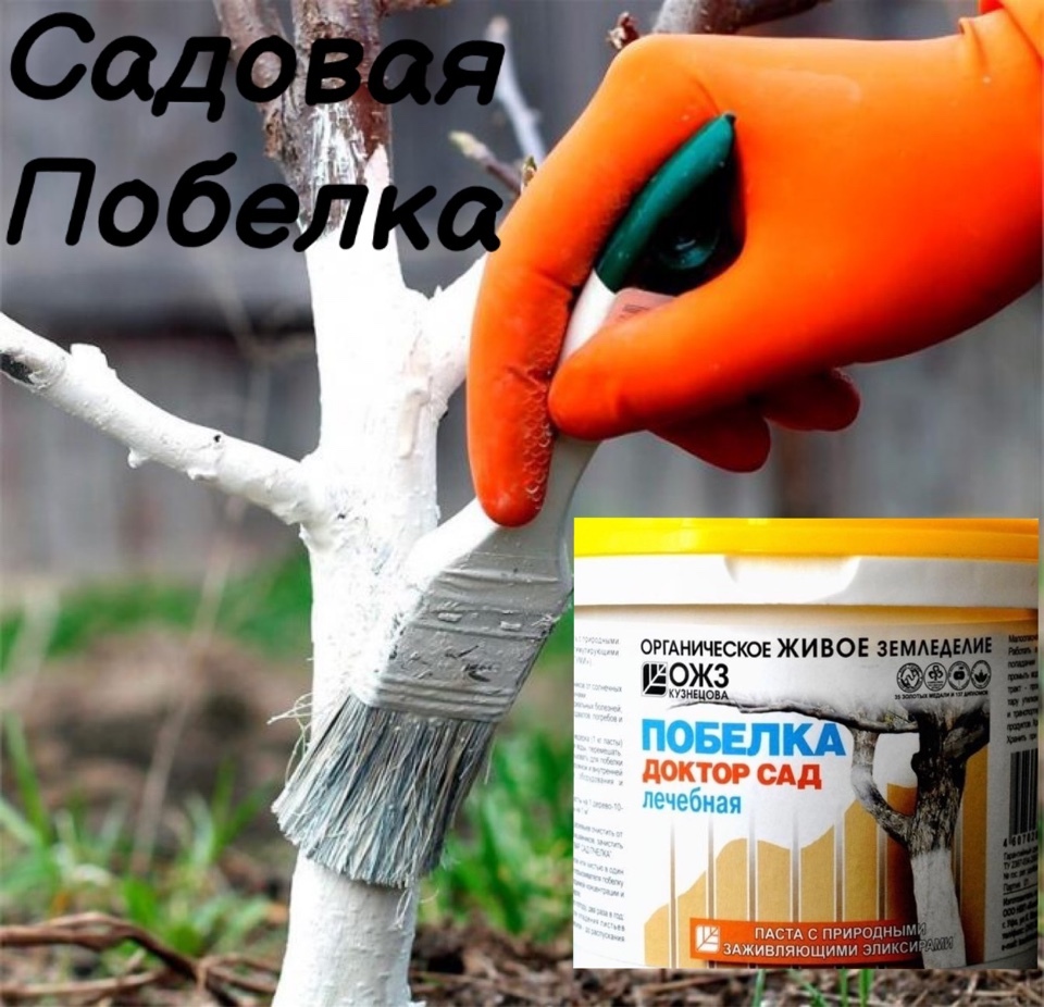 Садовая побелка для деревьев своими руками. Побелка деревьев доктор сад. садовая побелка для деревьев. побелка для деревьев лечебная. садовая побелка лечебная доктор сад.