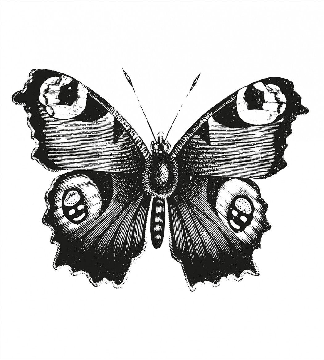 Бабочка павлиний глаз черно-белая