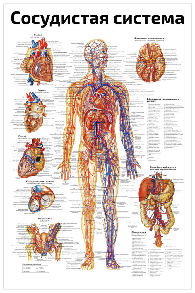 Плакат обучающий А1 Сосудистая система медицинский и анатомический плакат 610x914 мм