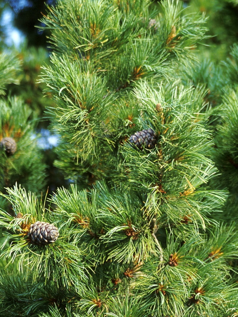 СеменаКедрсибирский(Pinussibirica),120штук