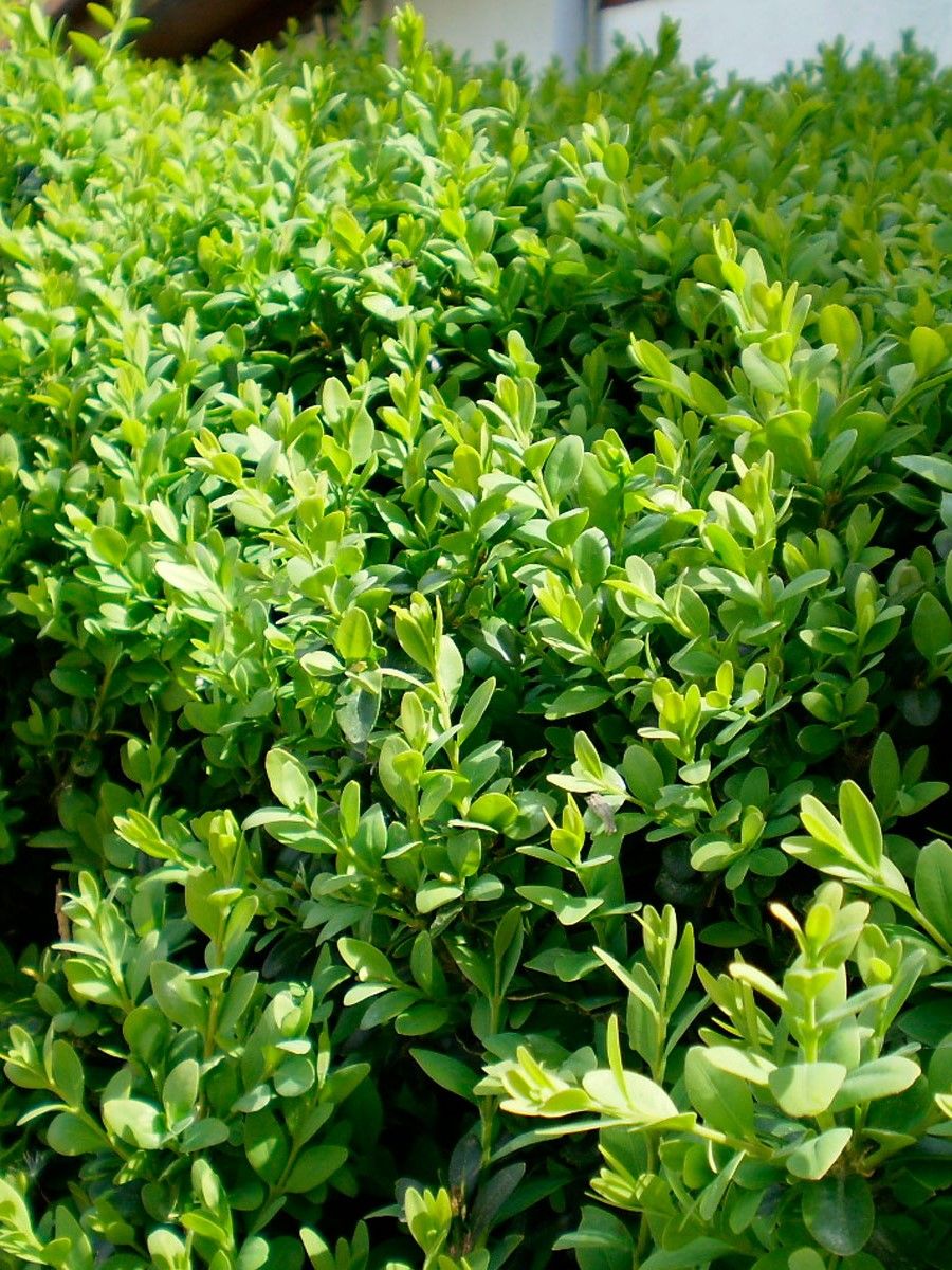 Семена Самшит вечнозеленый (Buxus sempervirens), 10 штук