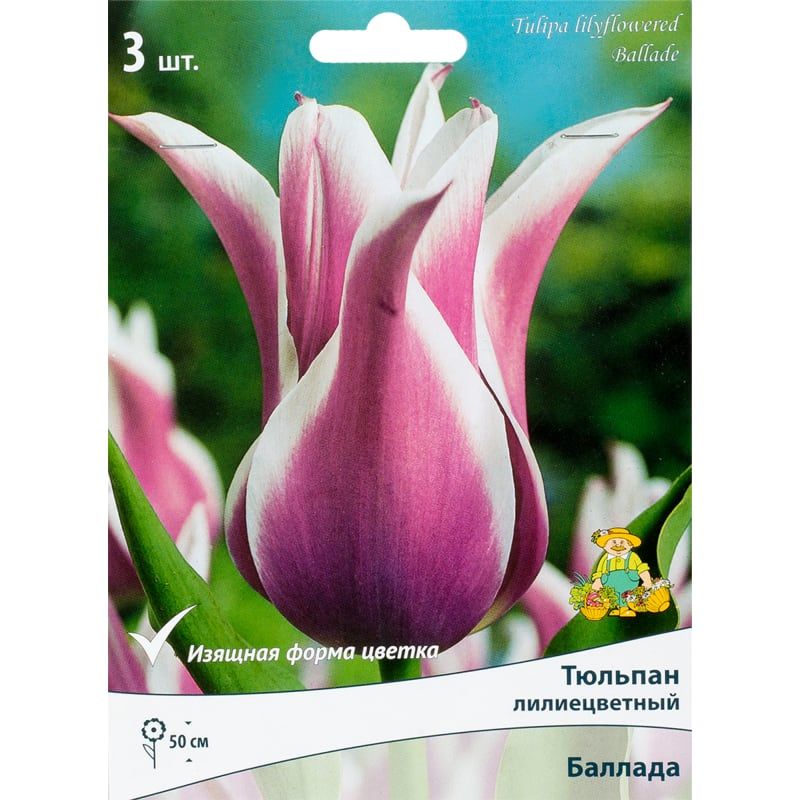 Тюльпан лилиецветный баллада. Тюльпаны лилиецветные клаудиа. Баллада тюльпан описание. Тюльпан лилиецветный баллада. Тюльпан баллада дрим.