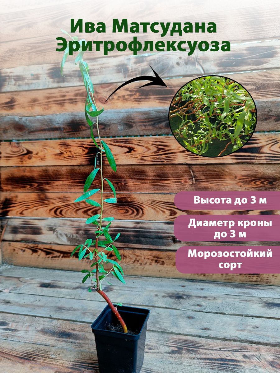 Ива Эритрофлексуоза