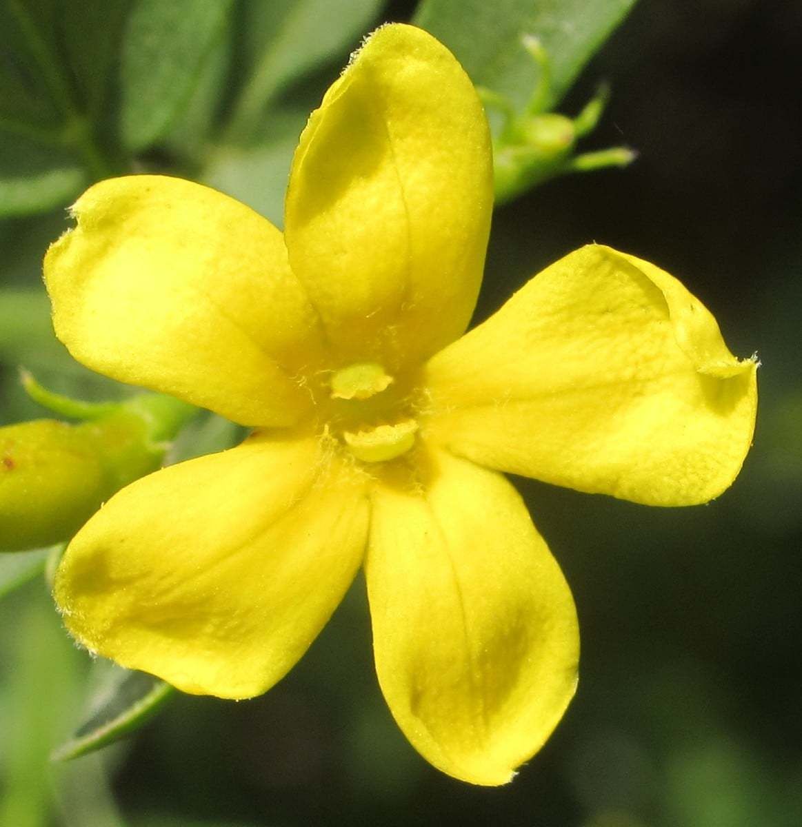 Jasminum fruticans