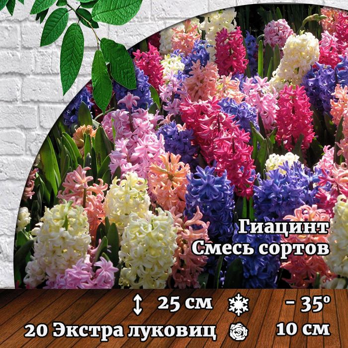 Герань гиацинт. Гиацинт или герань. Гиацинты Фондант 3 шт 16/17/Hyacinthus Fondant /1.