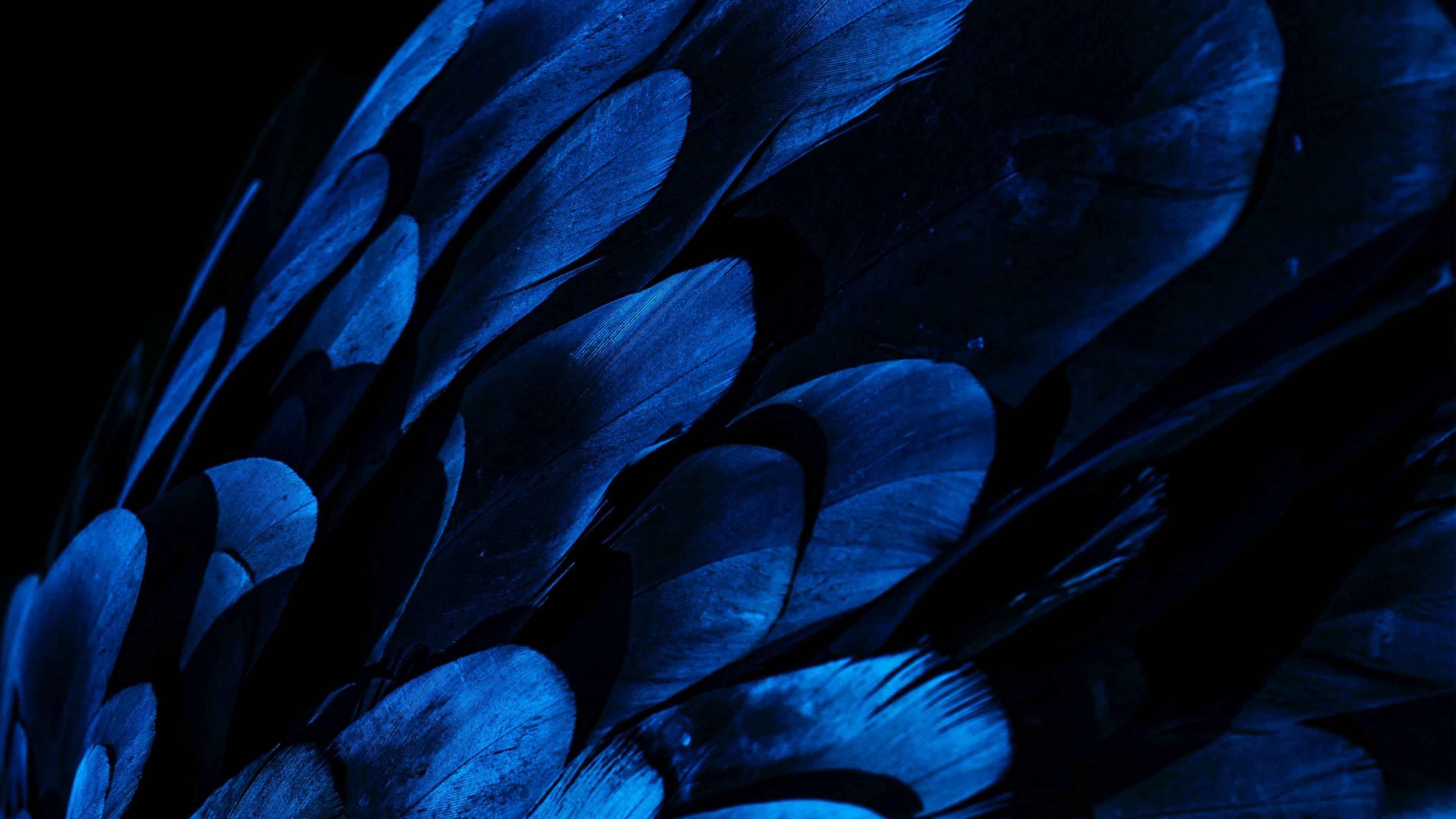 Pin on My Saves Blue feather, Feather, Feather art
