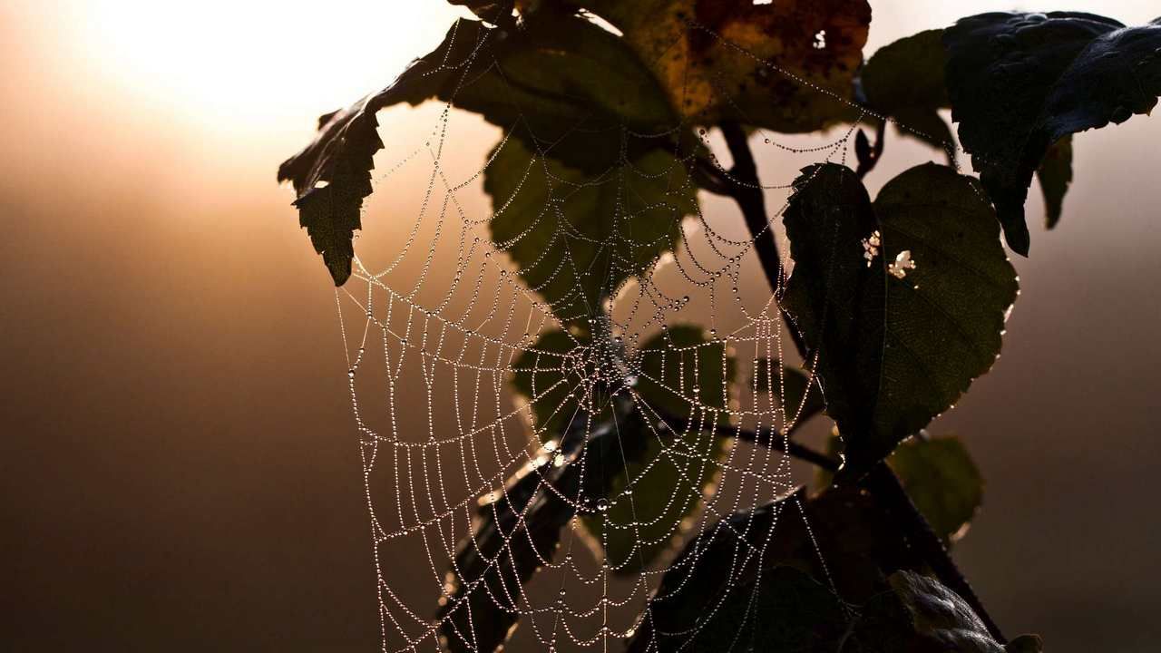 Spider rain. Паутина. Паутина на закате. Паутина на ветке. Паутинка на ветках.