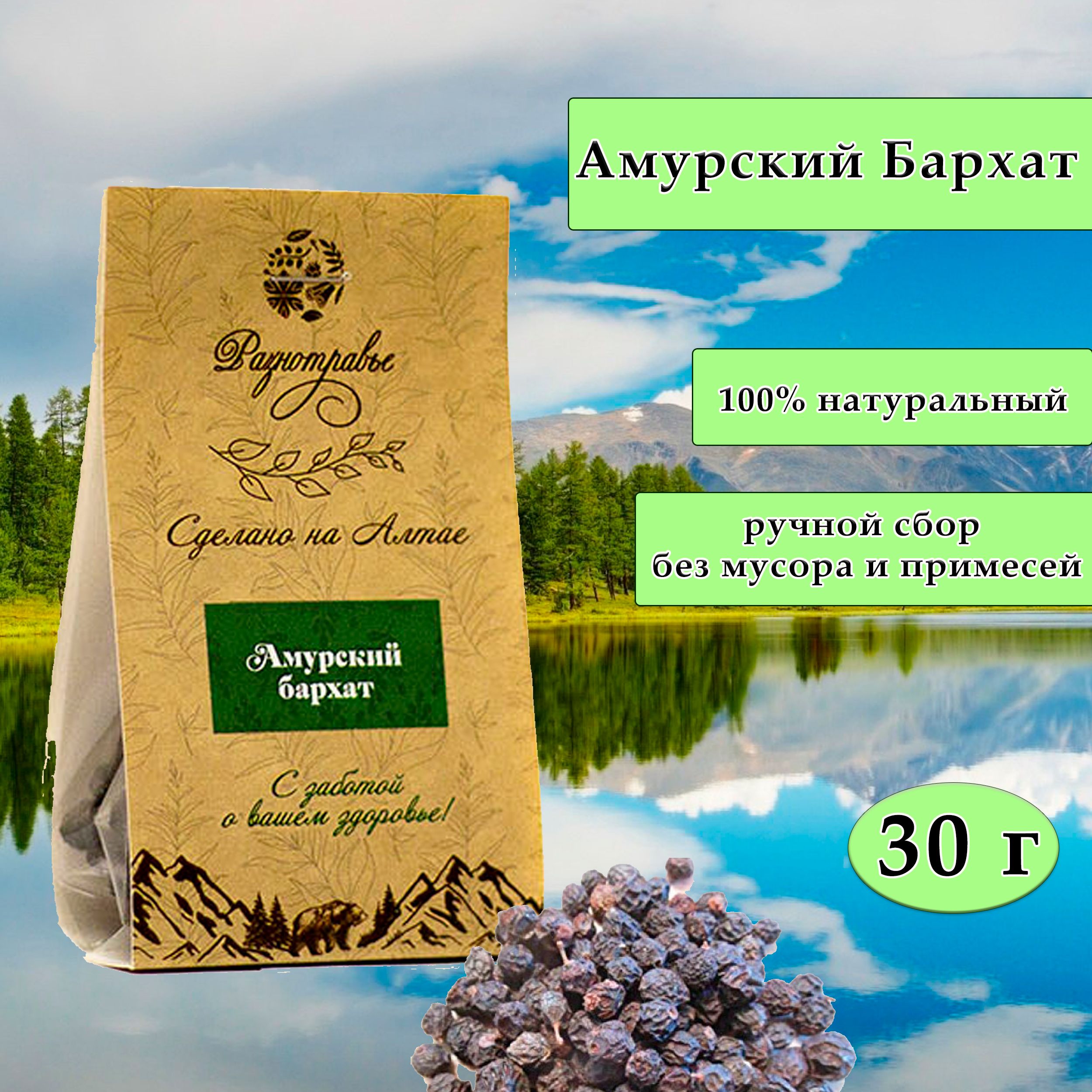 Как примет амурская бархат. Бархат Амурский. Амурский бархат ягоды. Бархат Амурский рисунок. Возрастной бархат Амурский.