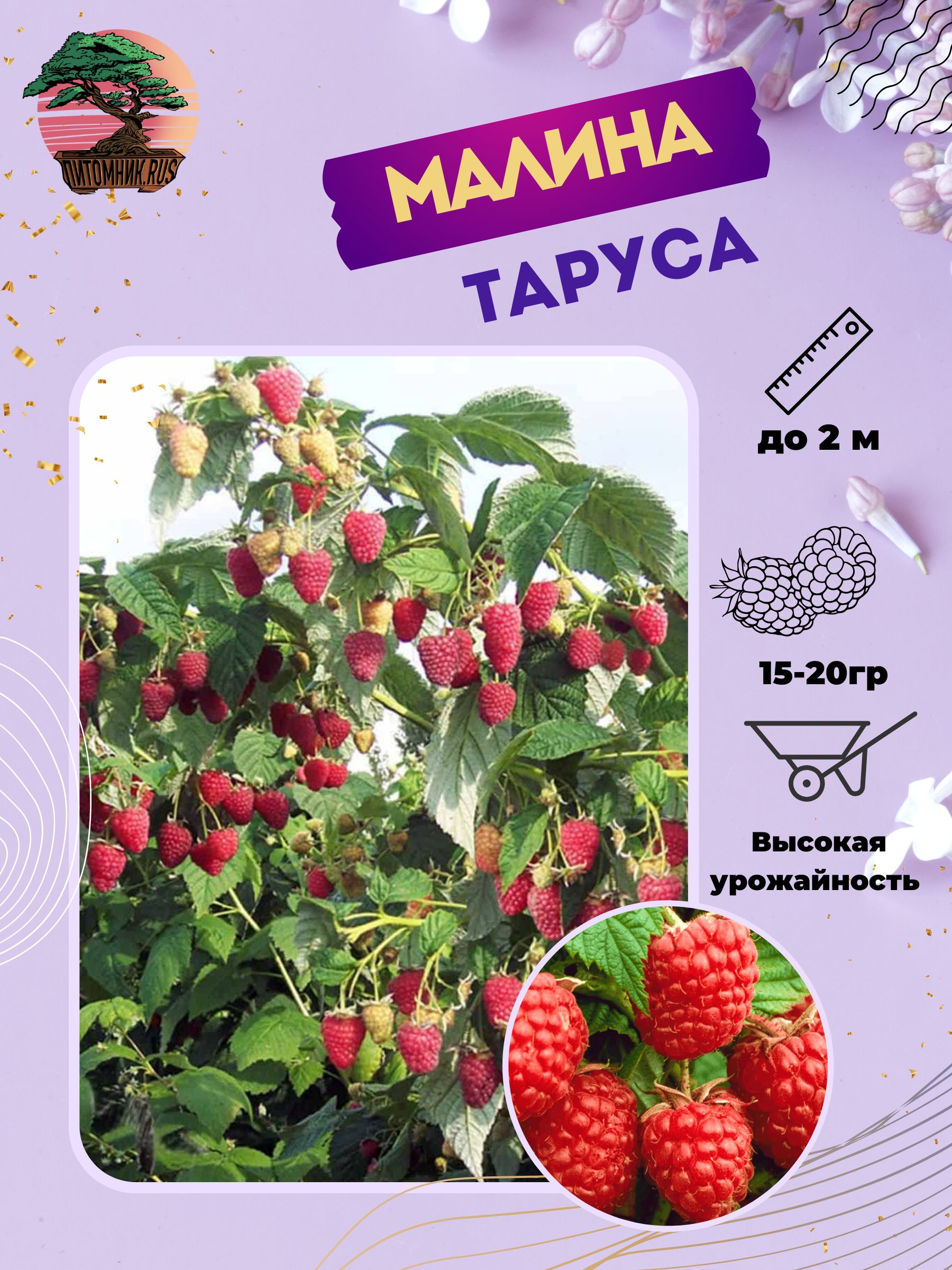 Малина таруса