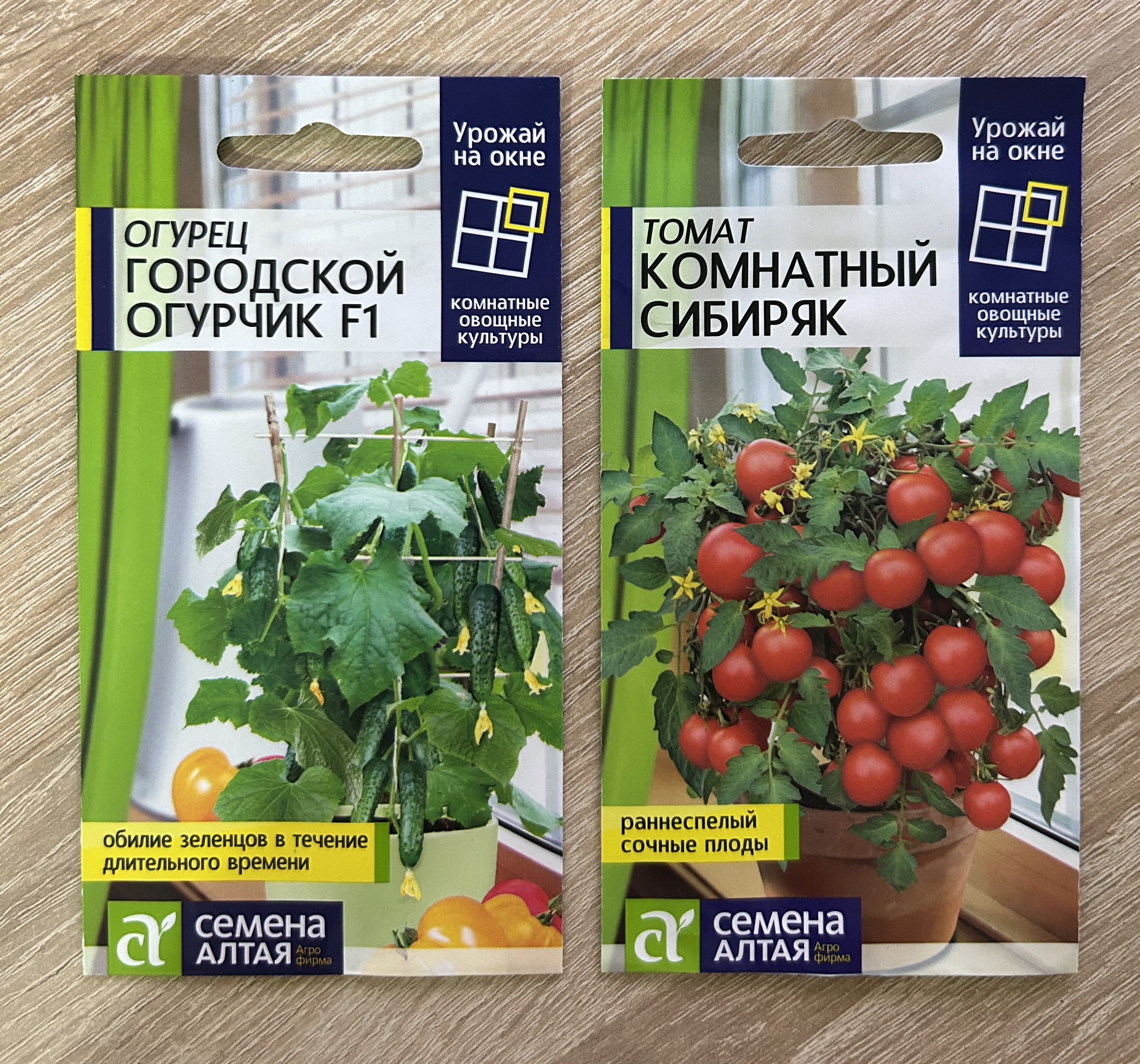 Томат комнатный сибиряк отзывы фото урожайность характеристика
