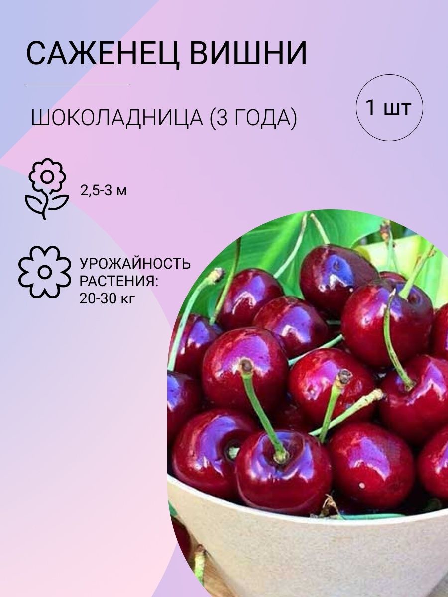 ВИШНЯ ВСТРЕЧА - купить по выгодным ценам в интернет-магазине OZON (1153904422)