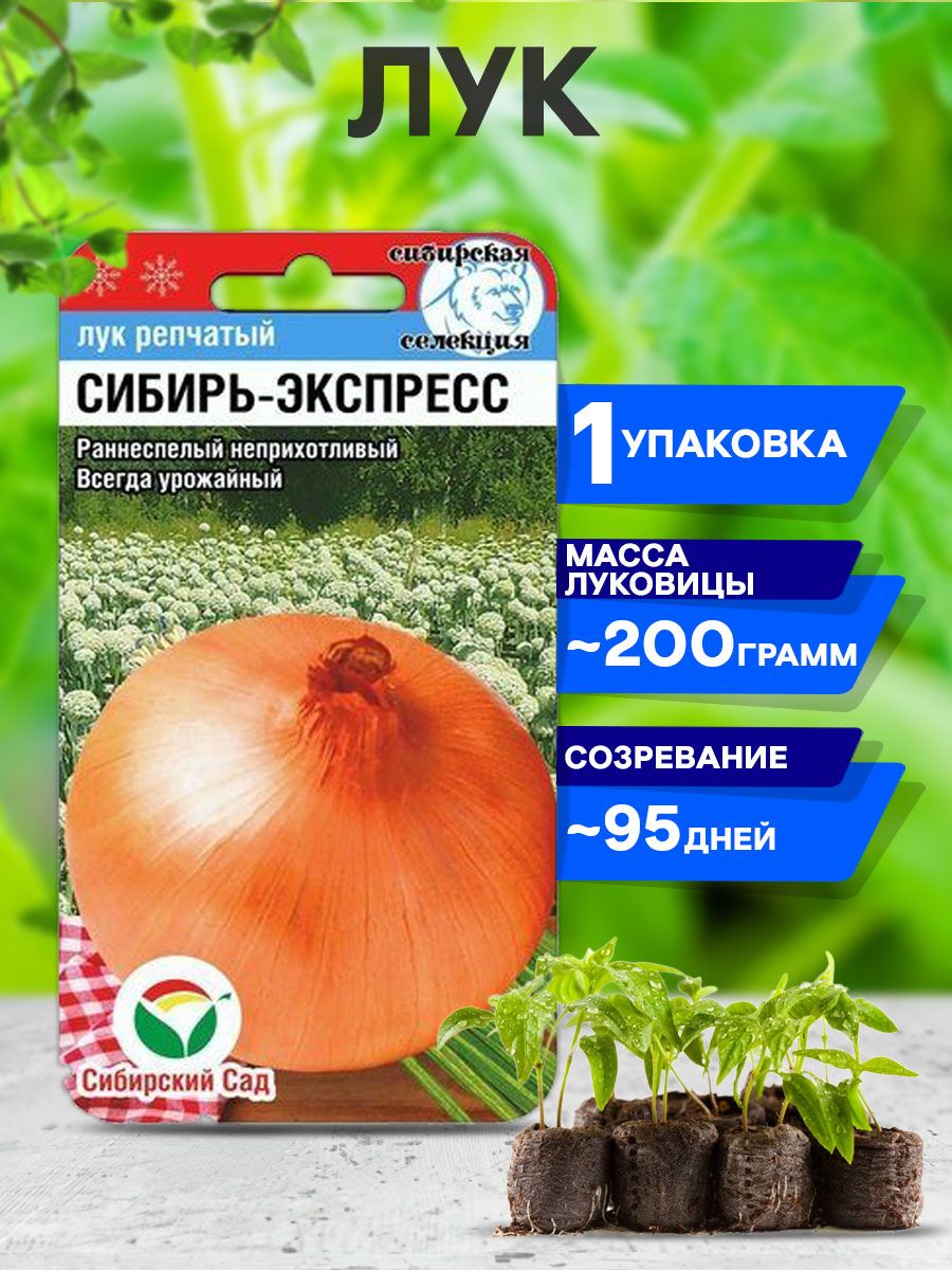 Сибирские луки. Сибирский сад. Лук Сибирский. Лук Сибирь отзывы. Лук Сибирь-экспресс (репчатый).