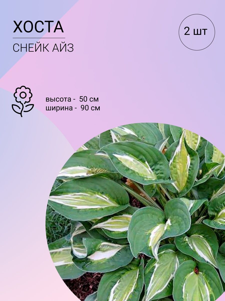 Саженцы Хост Купить В Леруа Мерлен Калуга