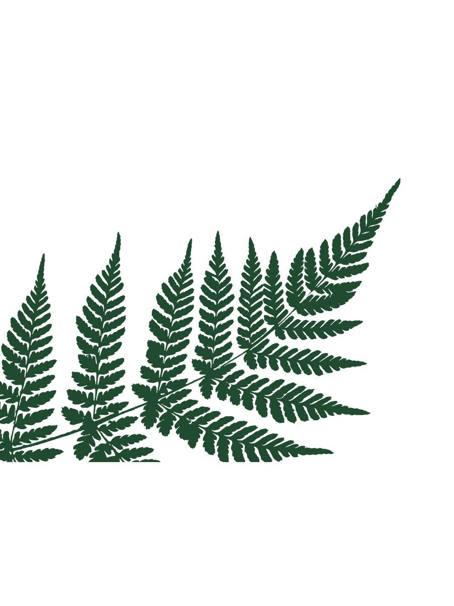 Папоротник жизненная форма растения