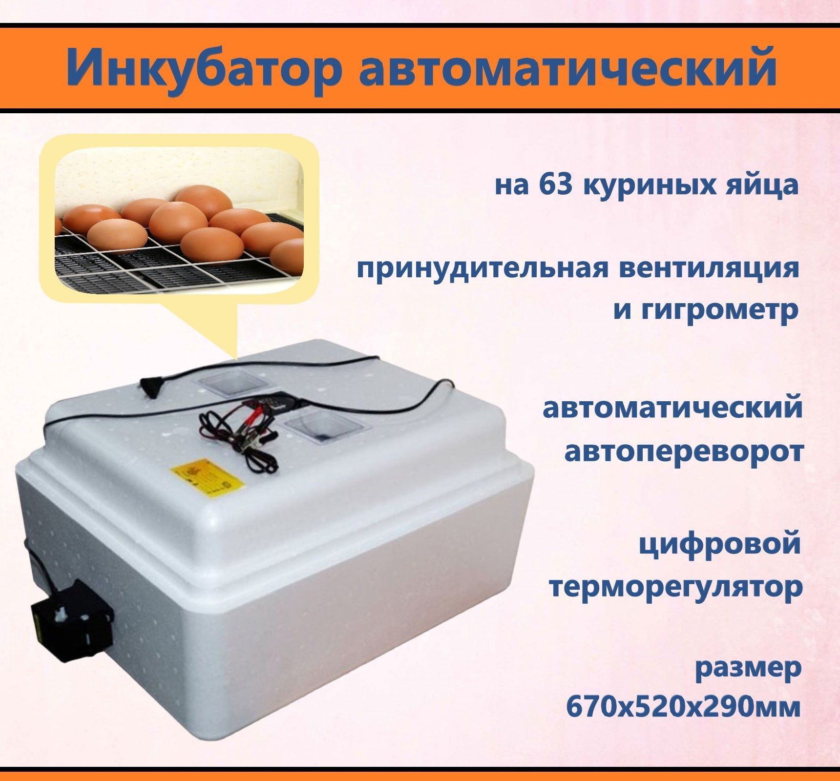Яйцо Для Инкубатора Купить В Ижевске