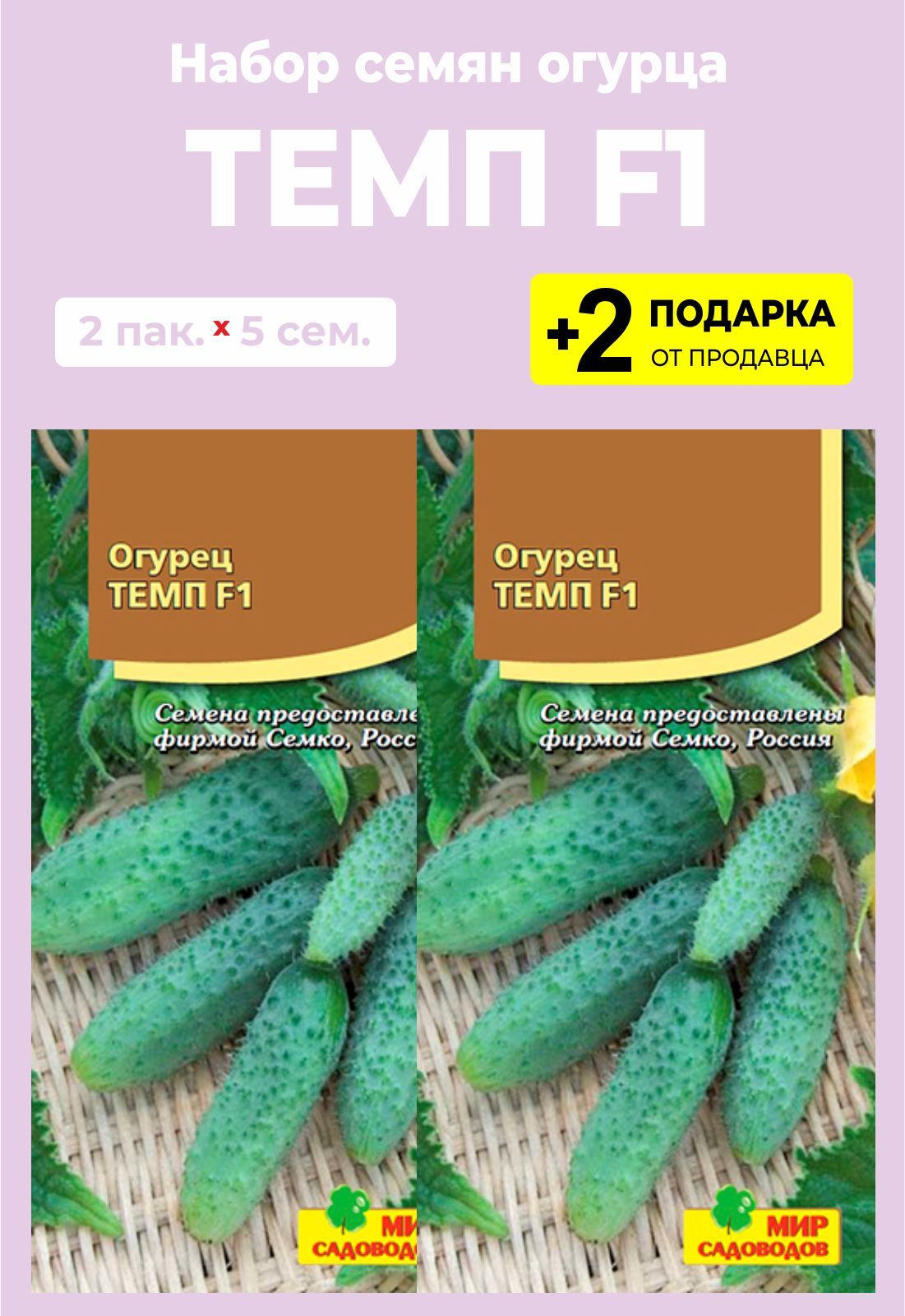 Огурец темп. Огурец темп фото. Огурец темп партнер. Огурцы темп описание.