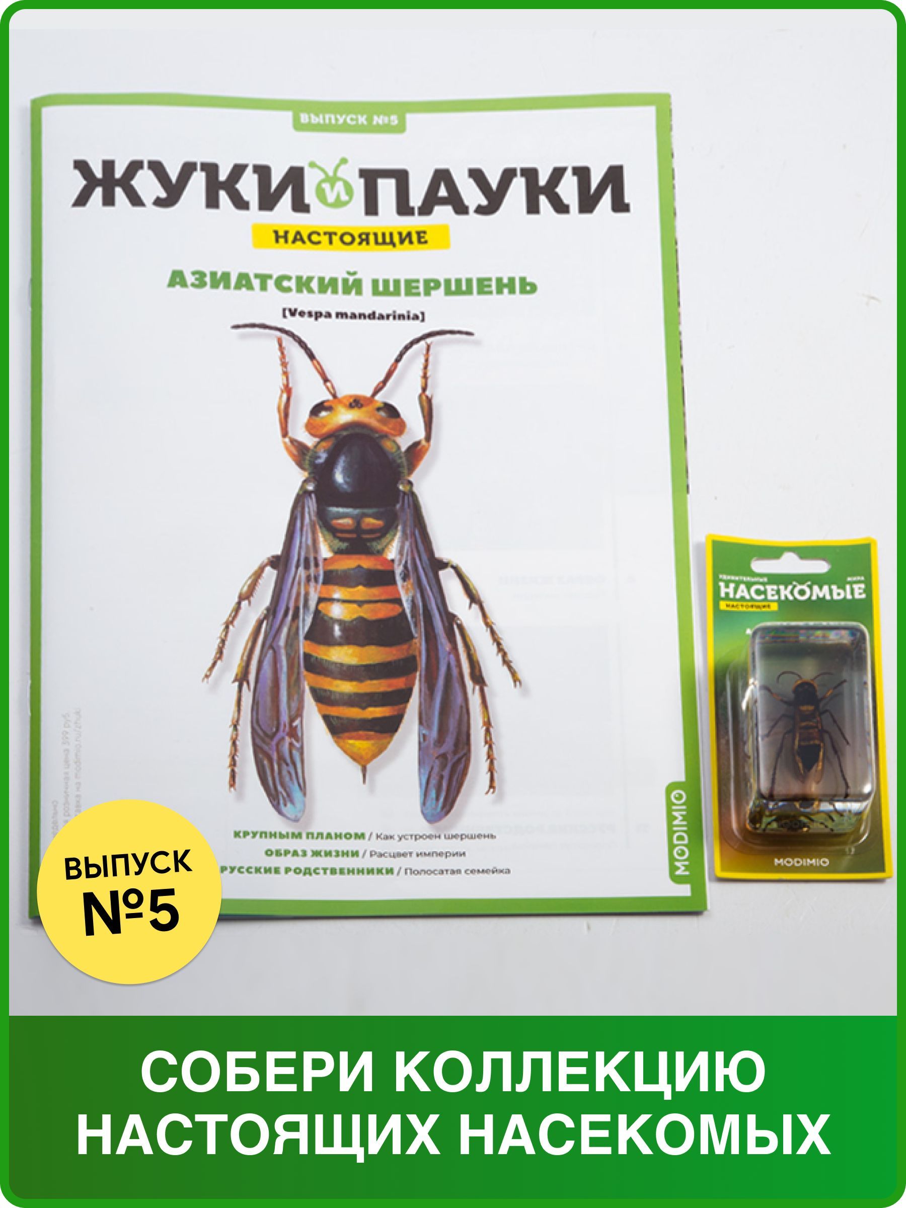 Жуки и пауки, Выпуск №5 , Азиатский шершень - купить с доставкой по  выгодным ценам в интернет-магазине OZON (273567135)