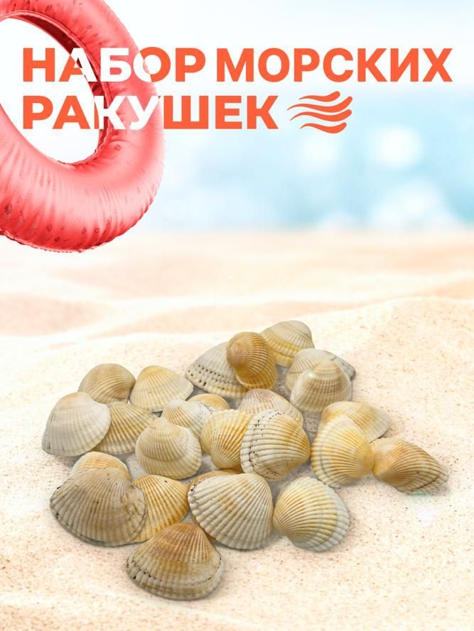 Интернет ракушка. Интернет ракушка