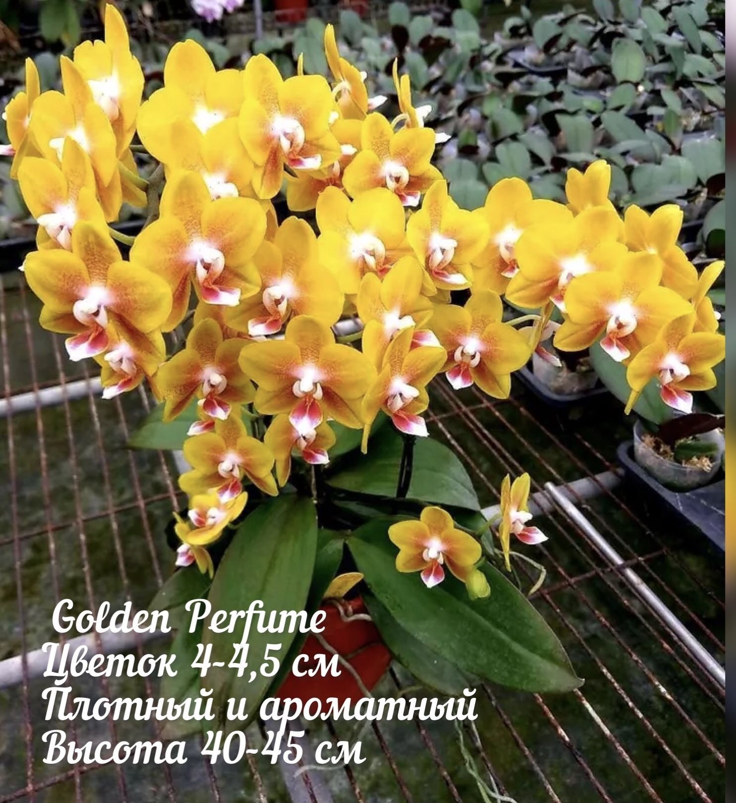 Фаленопсис Голден Ривер. Golden Perfume Орхидея. Фаленопсис ароматные сорта. Байкальские цветы боткинская ул