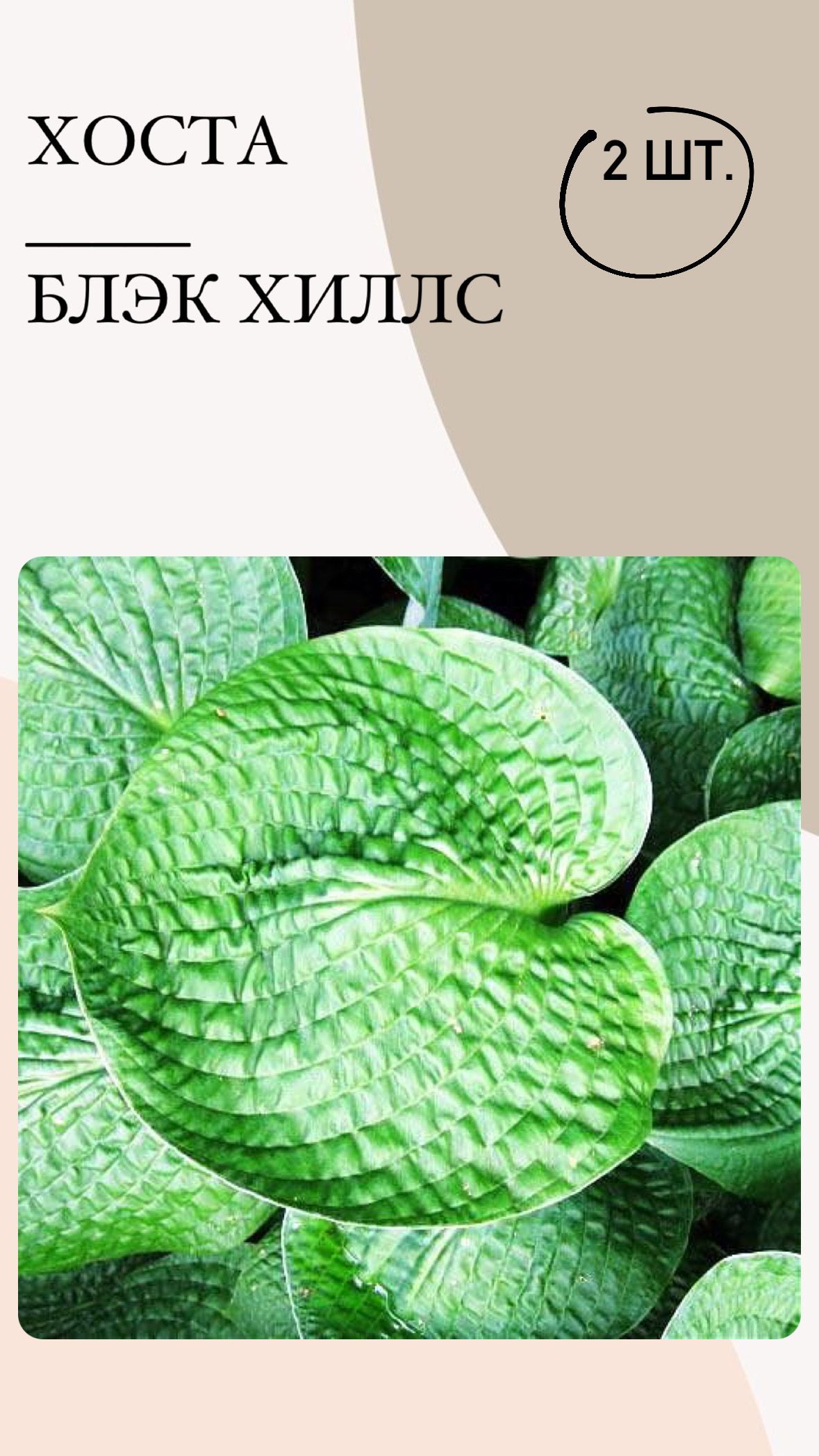 Саженцы Хост Купить В Леруа Мерлен Калуга