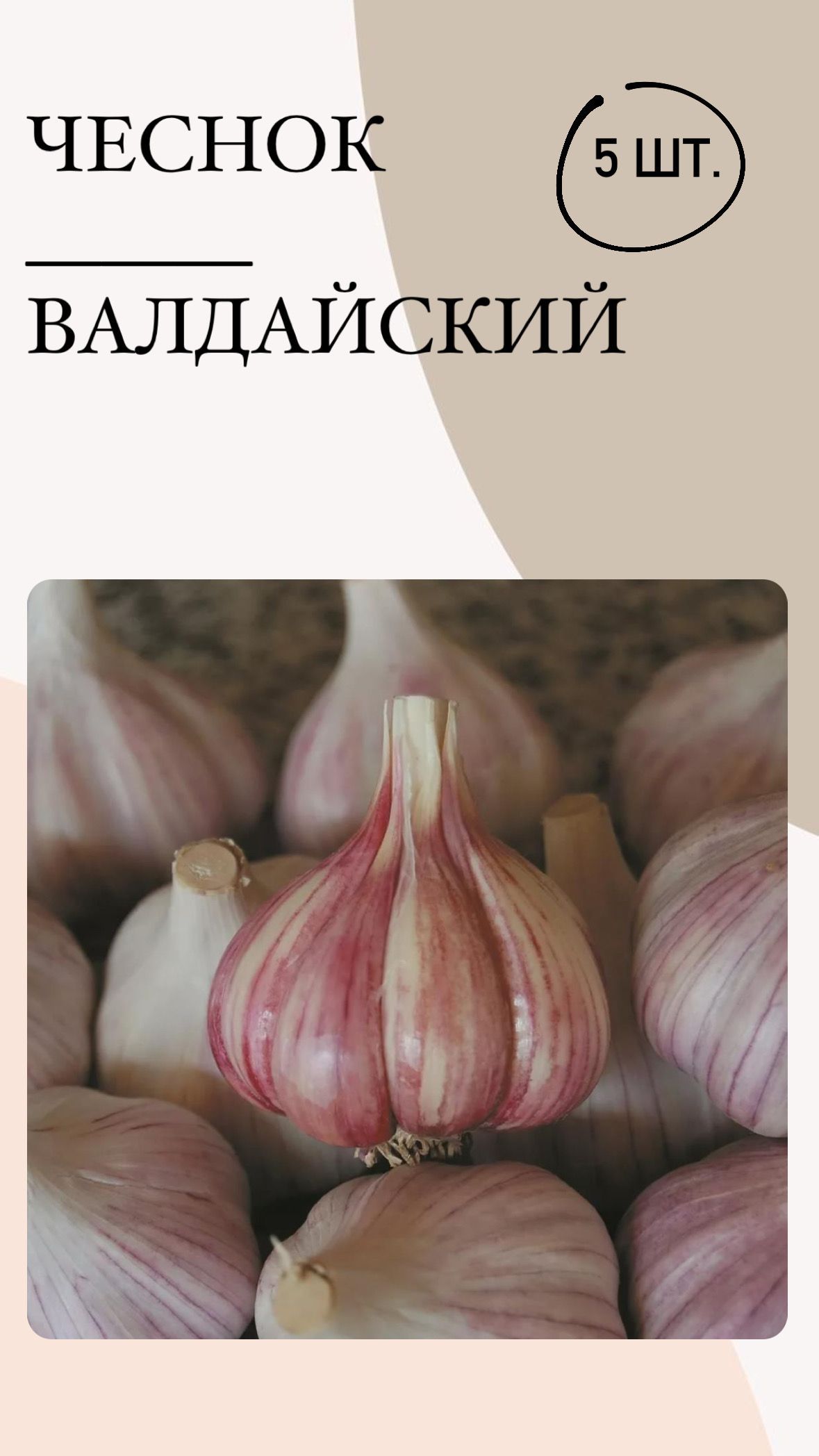 Чеснок озимый какой сорт лучше. Чеснок гигант. чеснок валдайский характеристики.