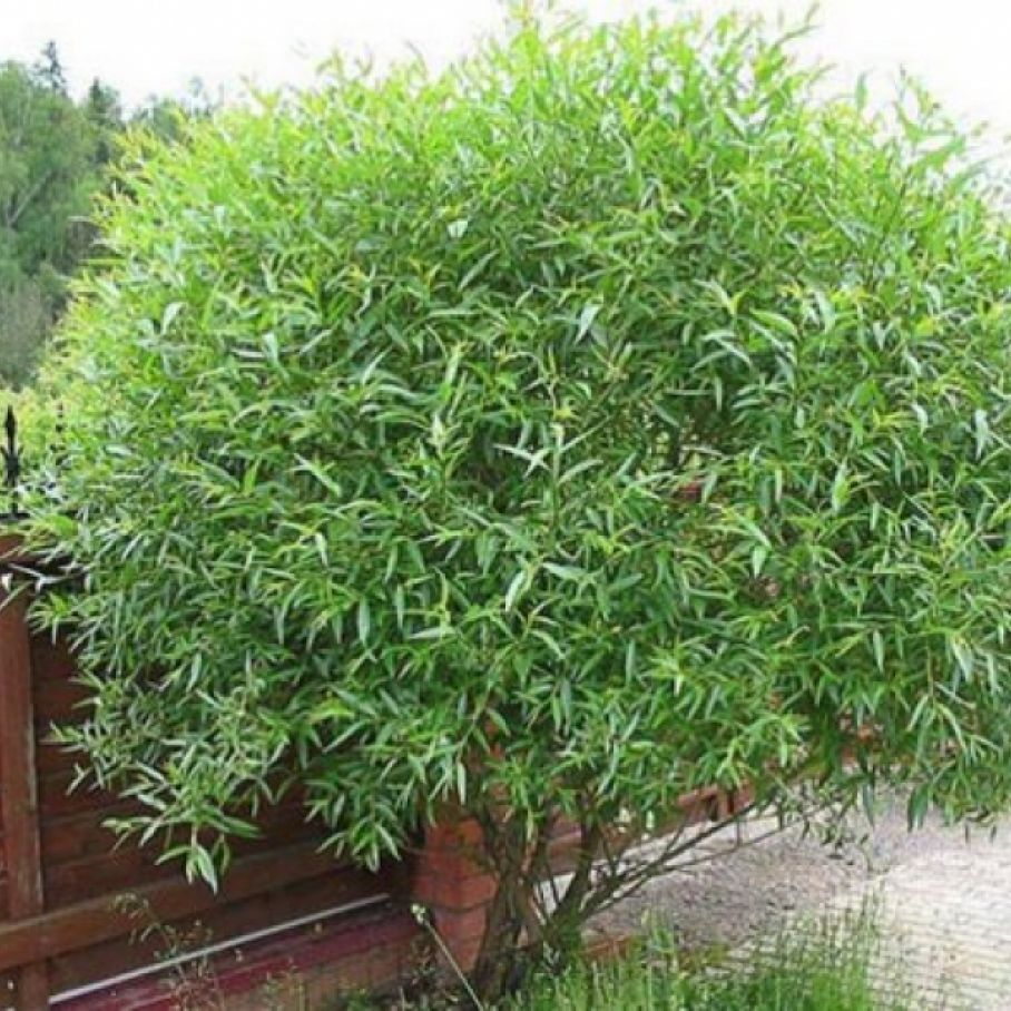 Ива ломкая шаровидная