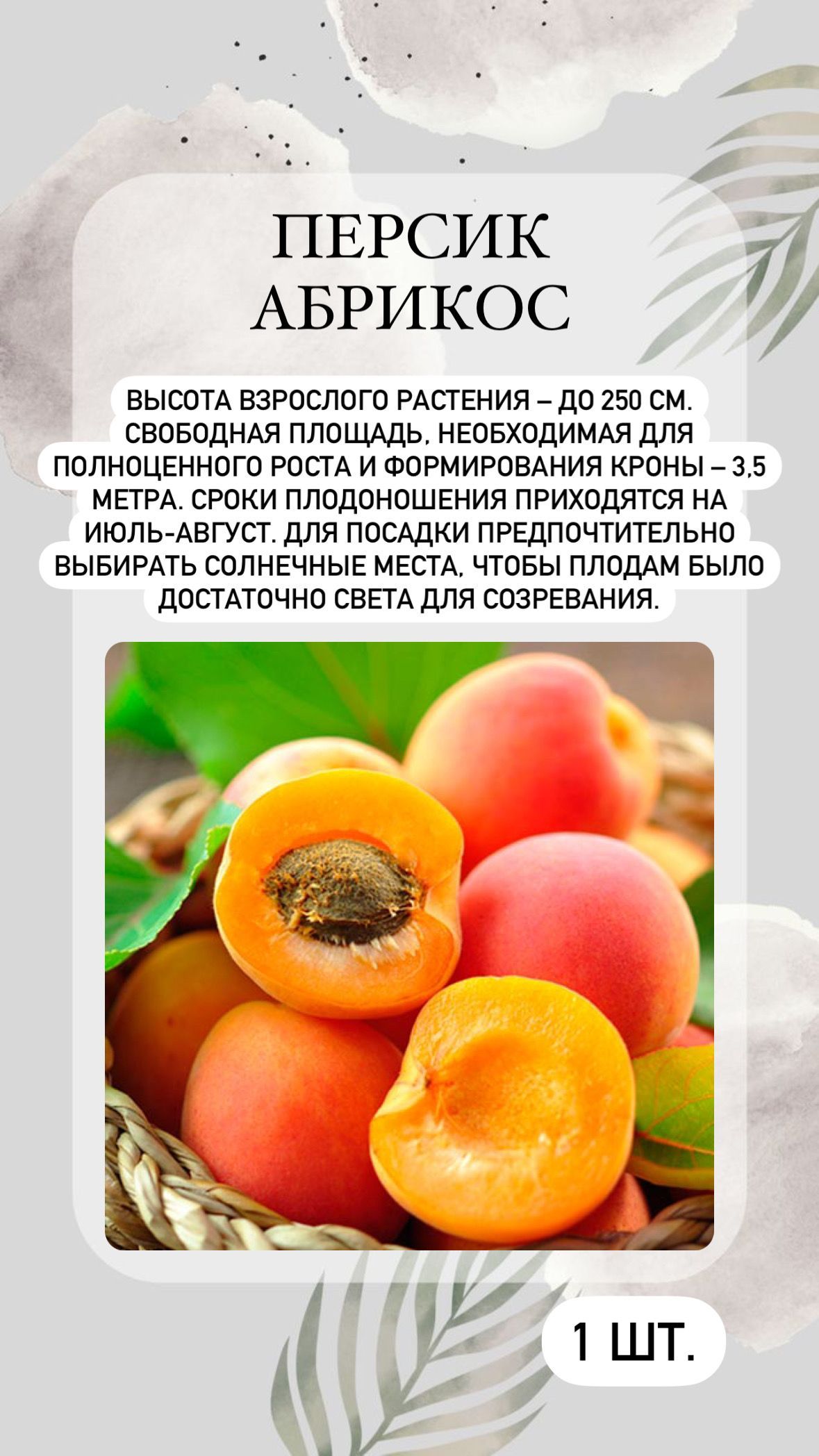 Саженцы Персика Купить В Тамбове