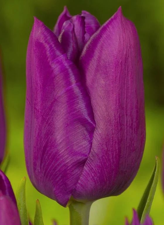 Purple lady тюльпан фото