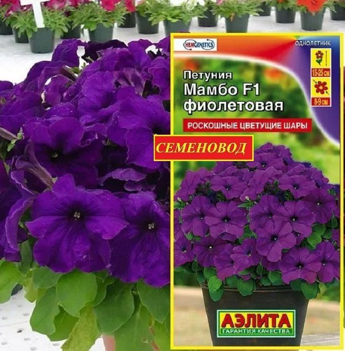 Петуния Мамбо Описание Фото Отзывы