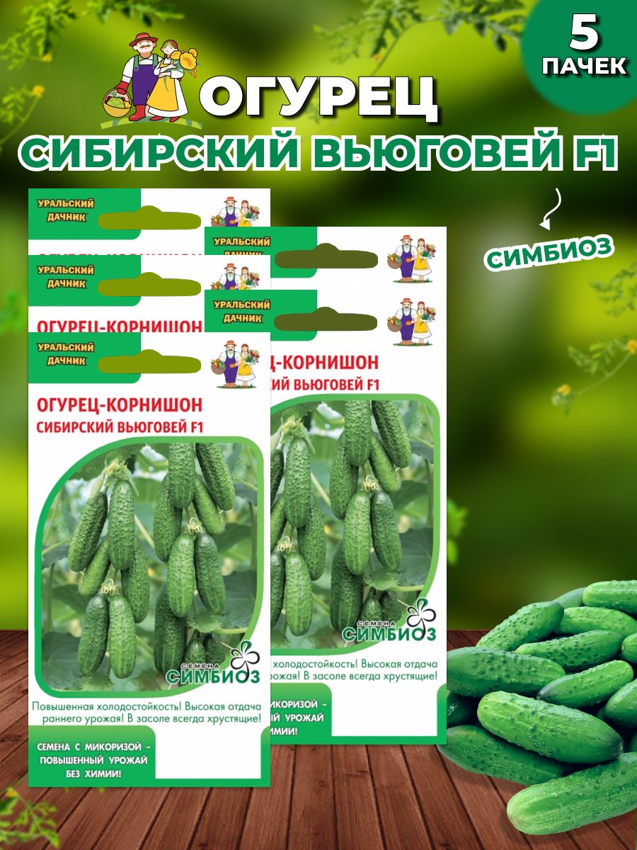 Семена Огурцы Уральский Дачник Купить