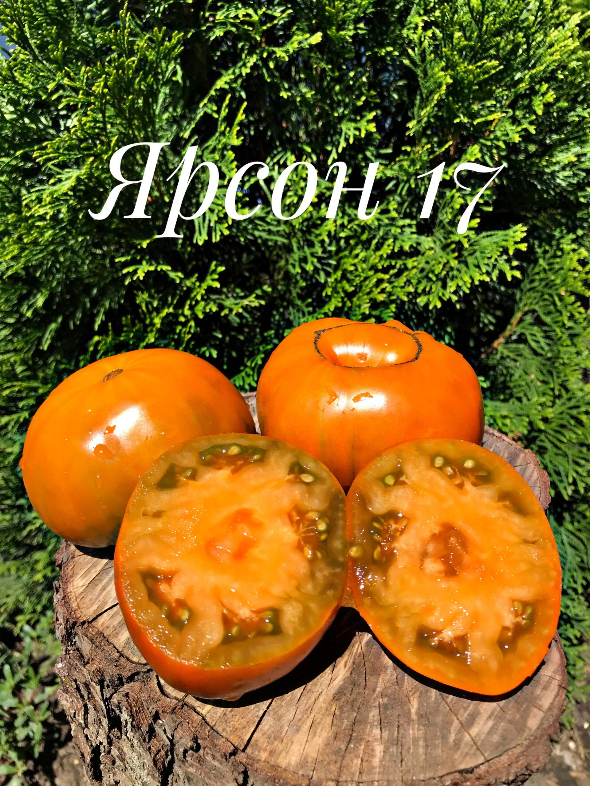 Томат ярсон характеристика и описание. Томат ярсон 21. Томат ярсон 17. Томат ярсон характеристика и описание. Томат ярсон 26.