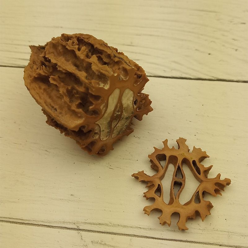 Маньчжурский орех расколотый. Орех зибольда. Орех маньчжурский - juglans mandshurica плод. Орех маньчжурский (juglans nigra l. Орех маньчжурский (juglans mandshurica).